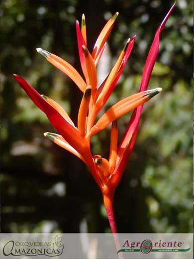 Heliconias - Heliconia hirsuta Alicia